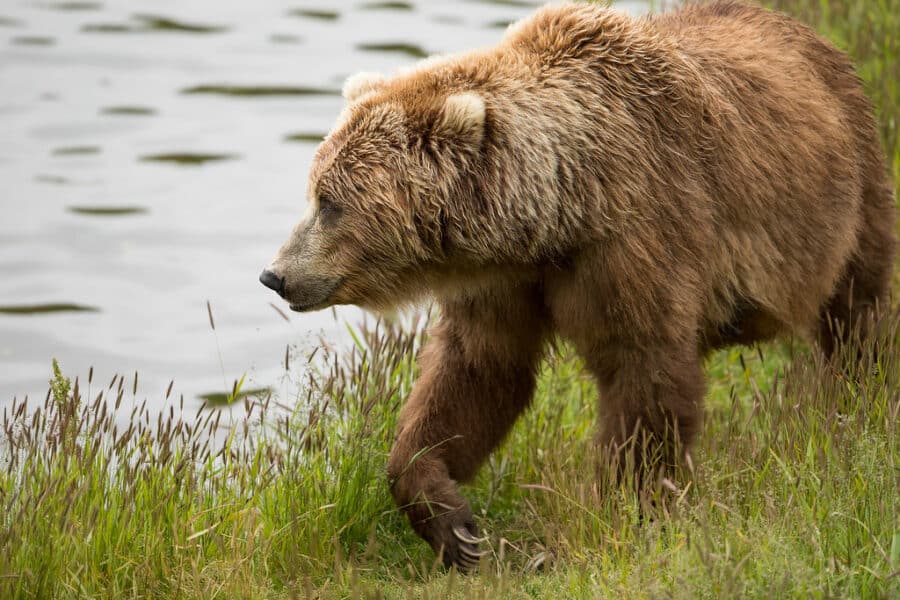 alaskabear1