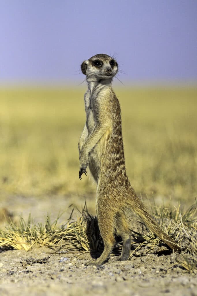 Botswana Overlanding Meerkat